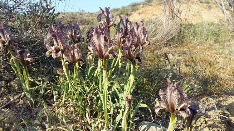 Цветы, растущие около бархана