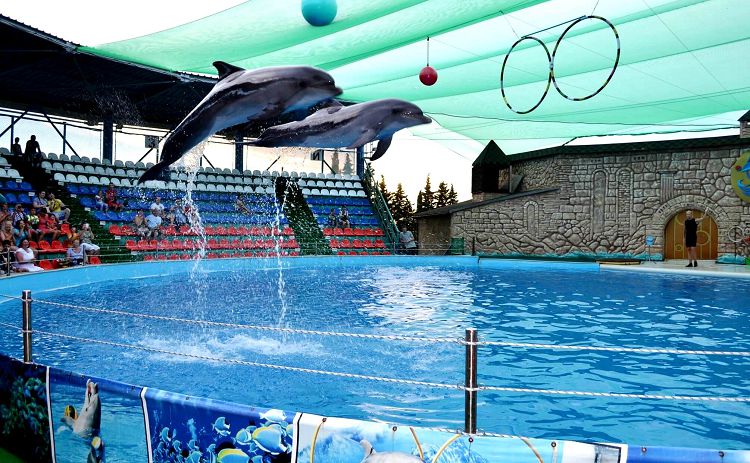 Посмотреть выступление дельфинов всегда интересно и детям и взрослым