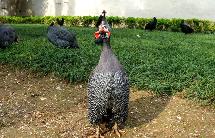 Многие обитатели Птичьего двора свободно гуляют по парковой территории