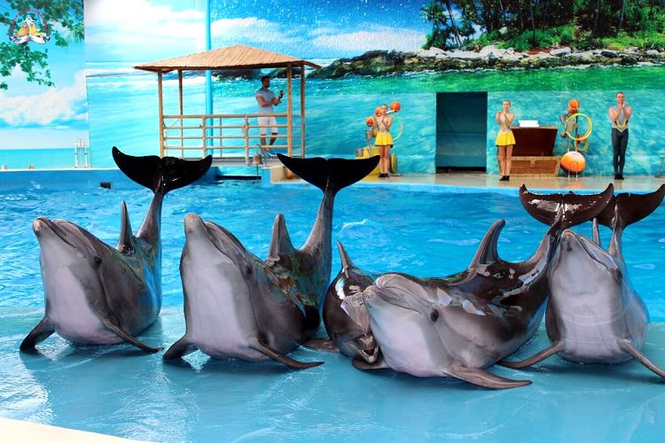 "Артисты" дельфинария охотно выступают и с радостью фотографируются