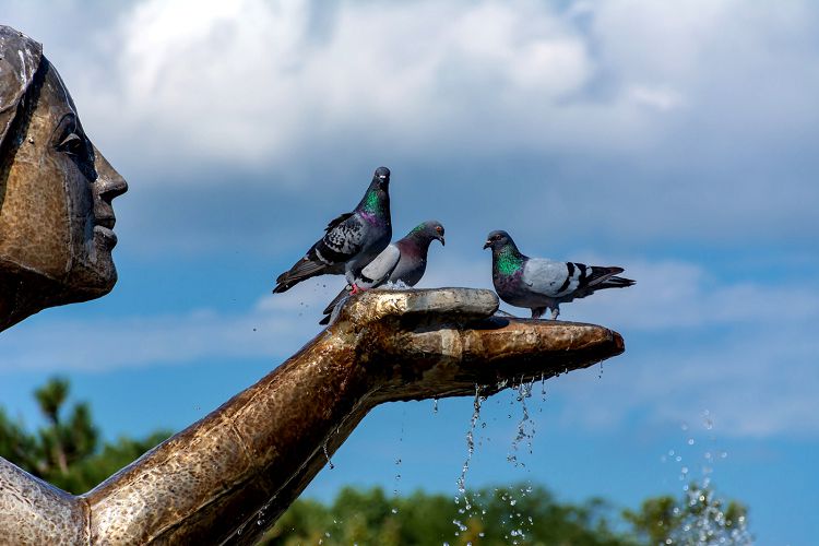 Очень символично, что из рук "Дарующей" любят пить воду местные голуби