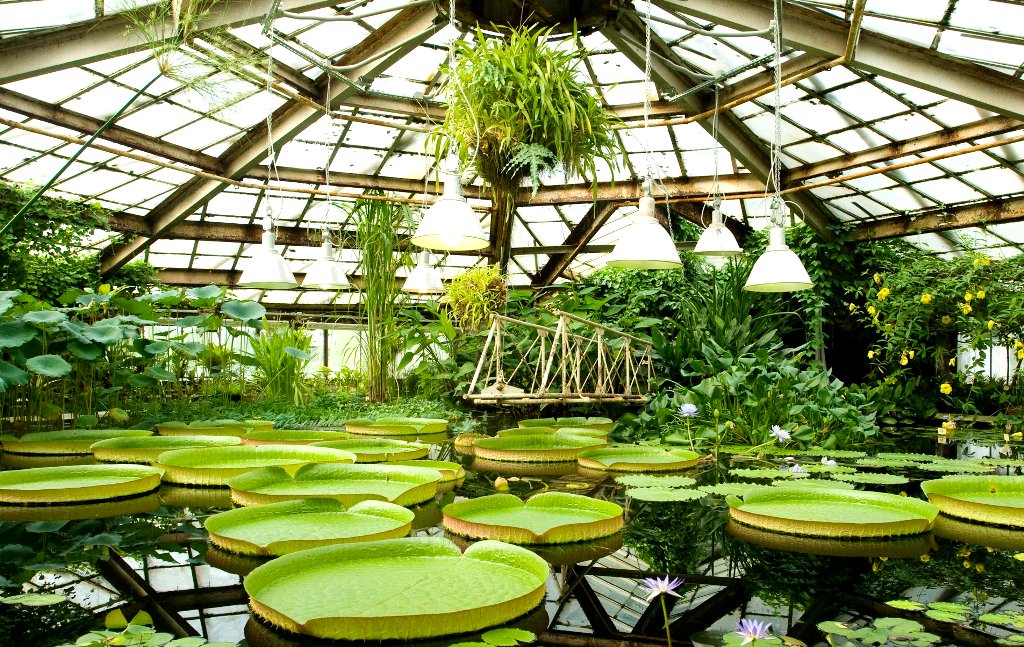 А побывать в оранжереях Главного Ботанического сада - это отдельный восторг