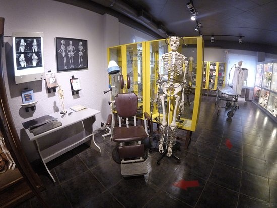 Музей черепов и скелетов Музей черепов и скелетов