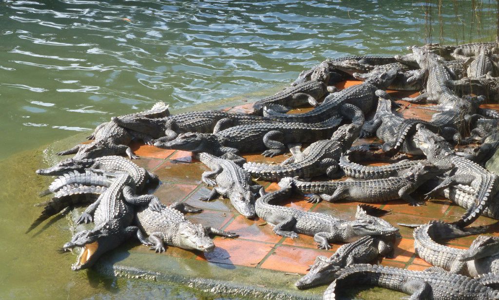 Крокодиловая ферма