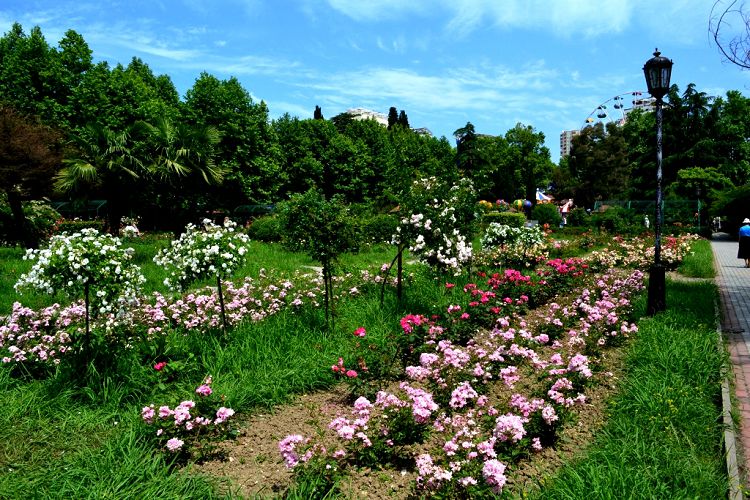 Розарий парка - один из прекрасных ландшафтных его уголков