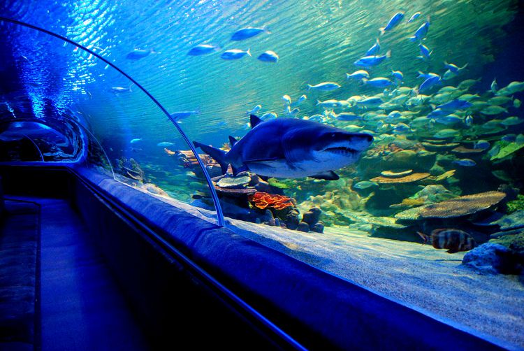 Аквариум «Си Лайф» - это один из лучших океанариумов Стамбула