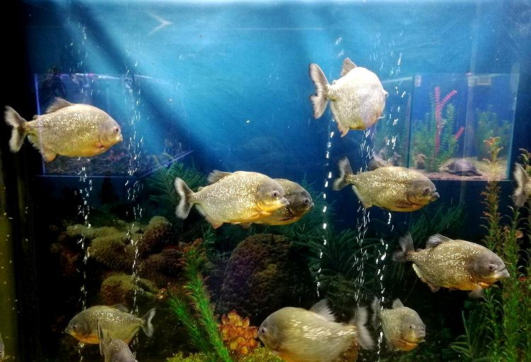 В Океанариуме не только прохладно, но и очень интересно