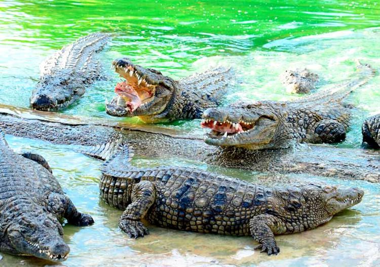 Обитатели Крокодиловой фермы внушают уважение