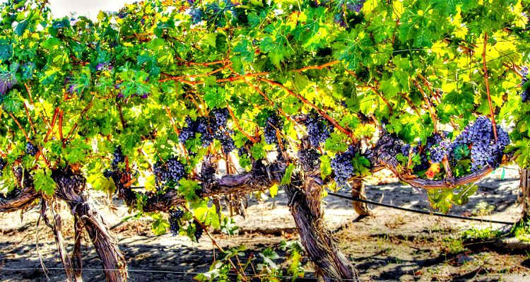На новых землях греки сразу же начали возделывать виноград и производить вино