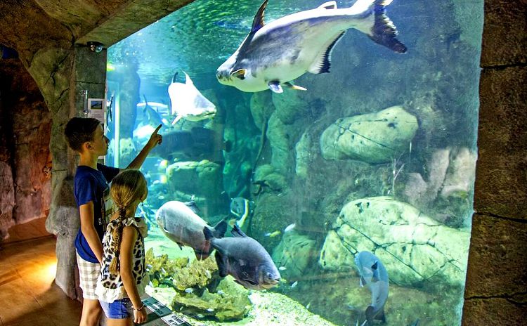 На жителей "Тропической Амазонки" можно смотреть часами