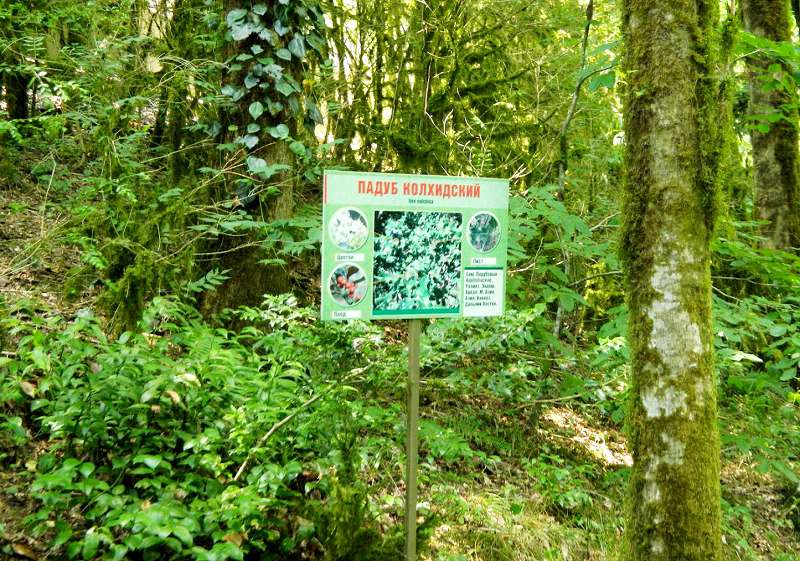 Падуб колхидский - один из интересных обитателей рощи