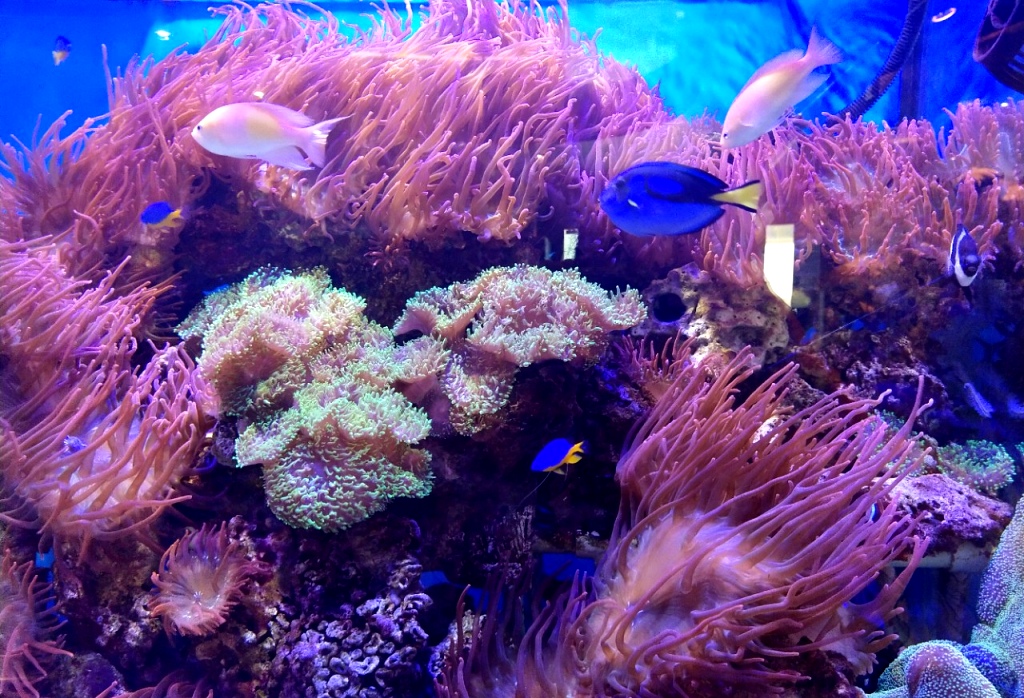 А познакомиться с живыми обитателя океана можно на Аквариумной экспозиции