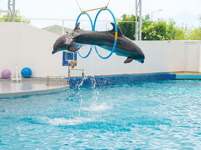 Шоу дельфинов