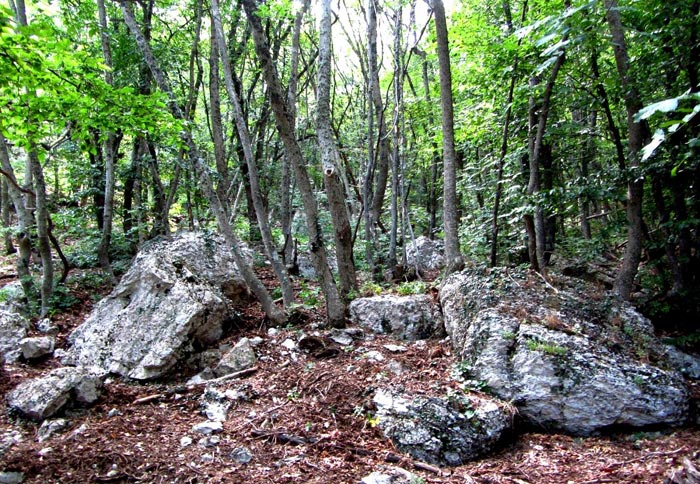 Частично пешеходный маршрут идет по Ай-Петринскому лесу