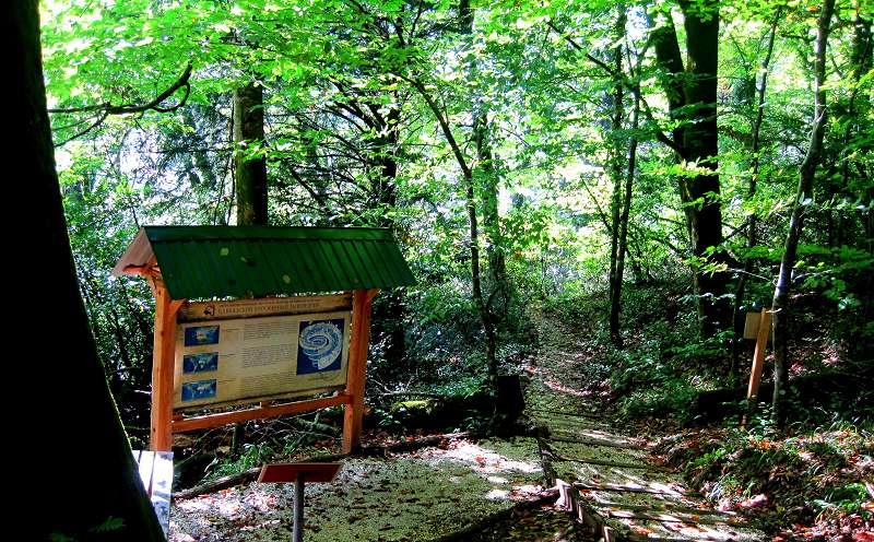 На территории заповедника есть целая Буковая поляна