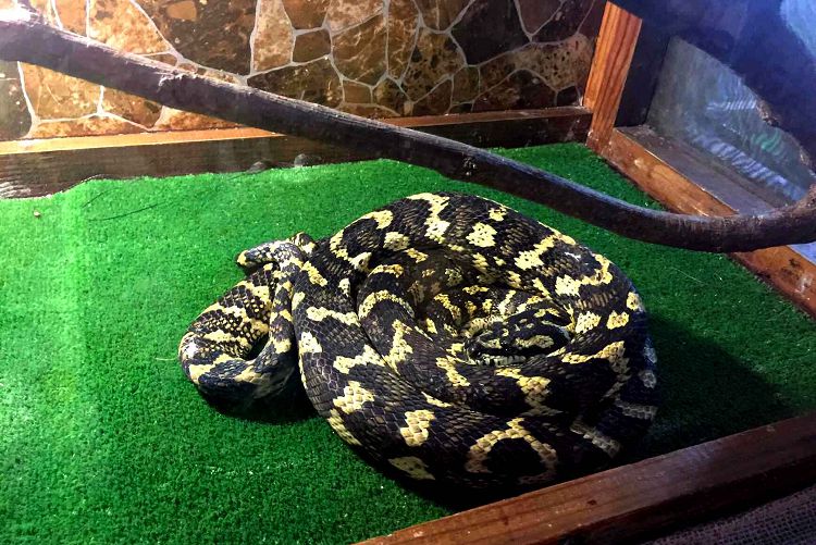 Опасные в живой природе эти змеи так прекрасны за стеклом террариума