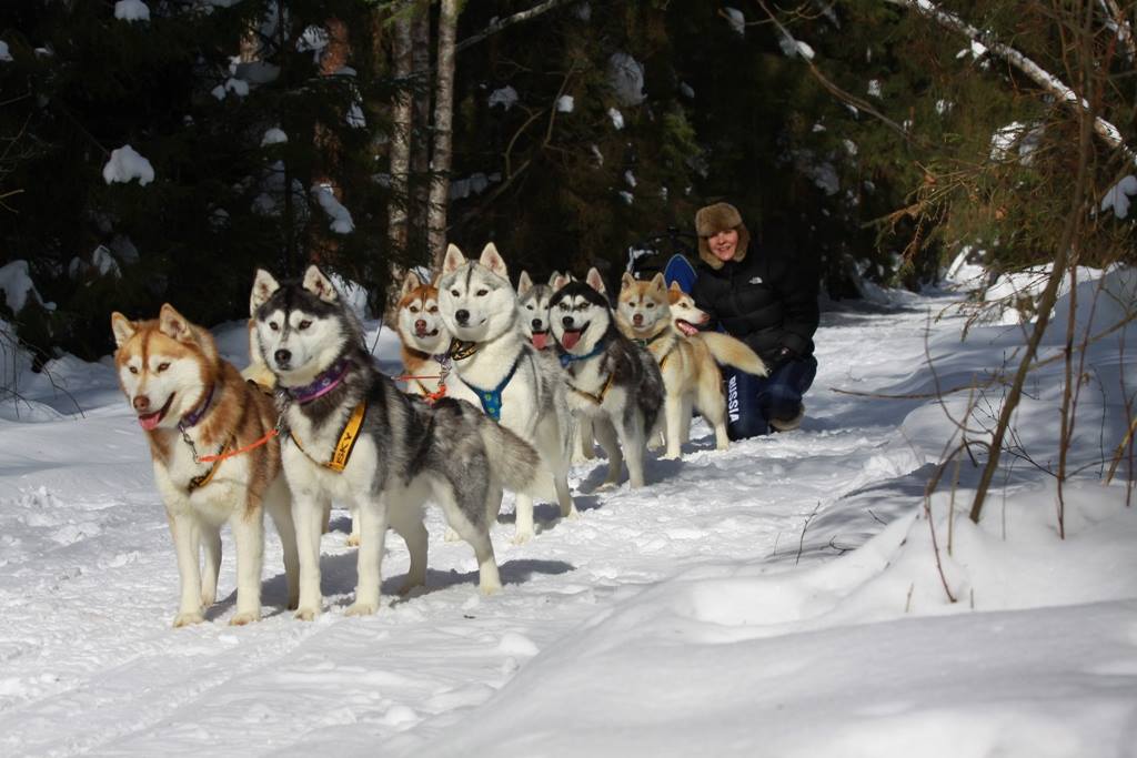 Дети будут рады прокатиться на ездовых лайках Дети будут рады прокатиться на ездовых лайках
