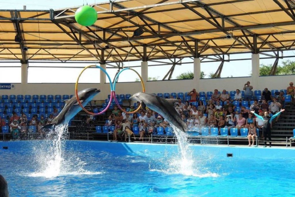 Шоу дельфинов в станице Голубицкая