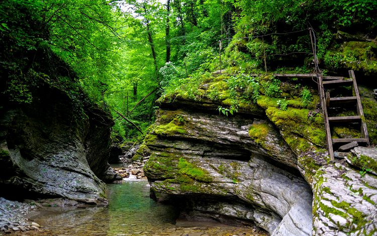 Прогулка по дикому реликтовому лесу придется по вкусу многим
