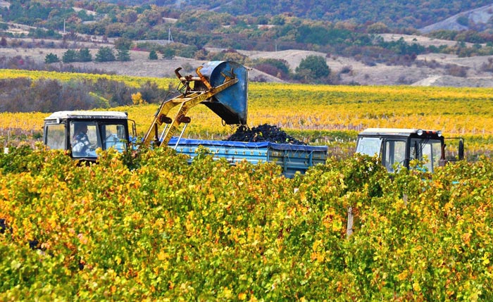 Механизированный сбор сортового винограда на заводских полях
