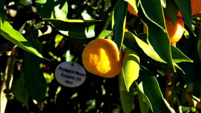 Веточка, привитая Б.Ельциным, уже дает свои плоды