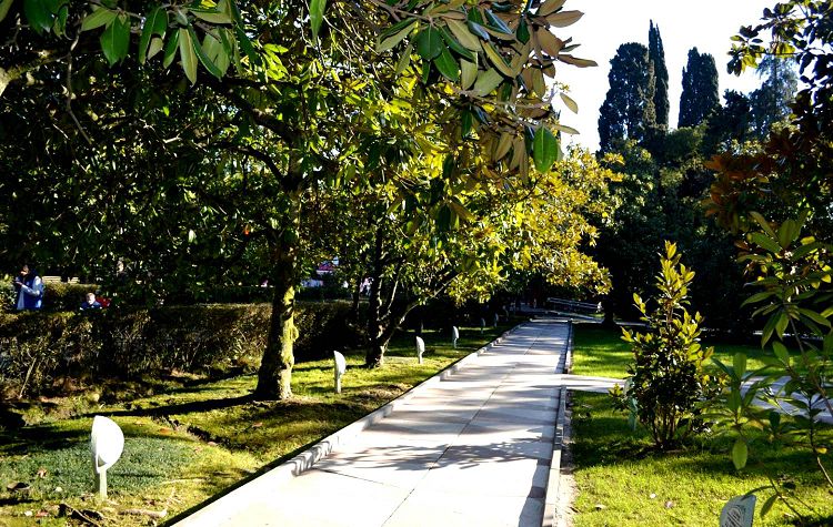 Магнолии Поляны дружбы вырастая борются за место под солнцем