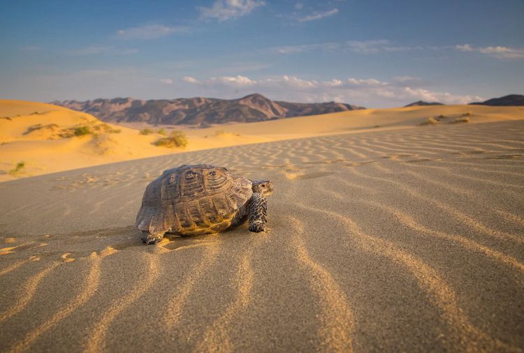 Черепаха, обитающая на песчаной горе Сарыкум