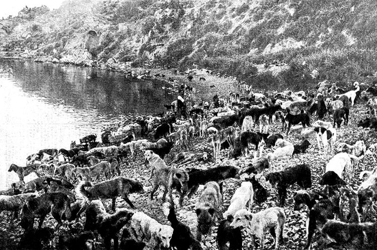 В 1911 году Сивриада стала местом ссылки и мученической гибели тысяч собак