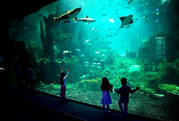 Стамбульский Аквариум ТЦ "Флория" один из больших в городе