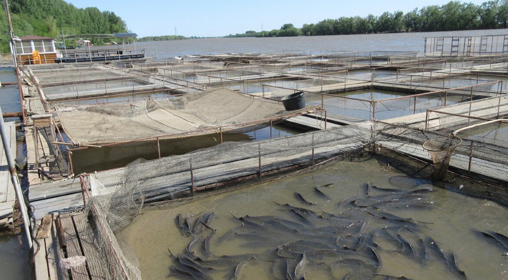 Экскурсия на осетровые фермы - обязательный пункт