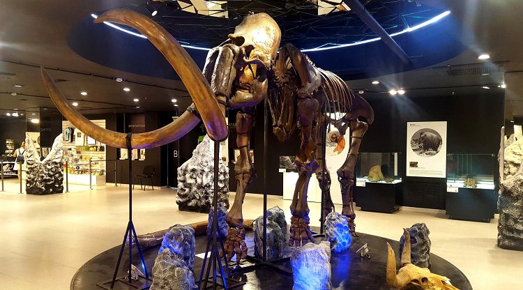 Чтобы увидеть скелеты настоящих мамонтов теперь не надо ехать в Якутию