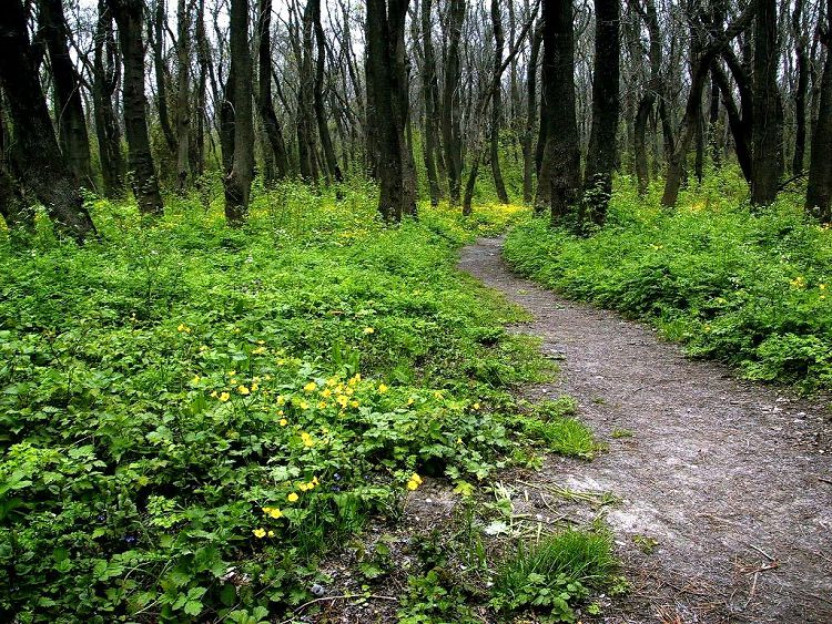 Прогулка по лесопарковой территории Цемесской рощи - это отличный релакс