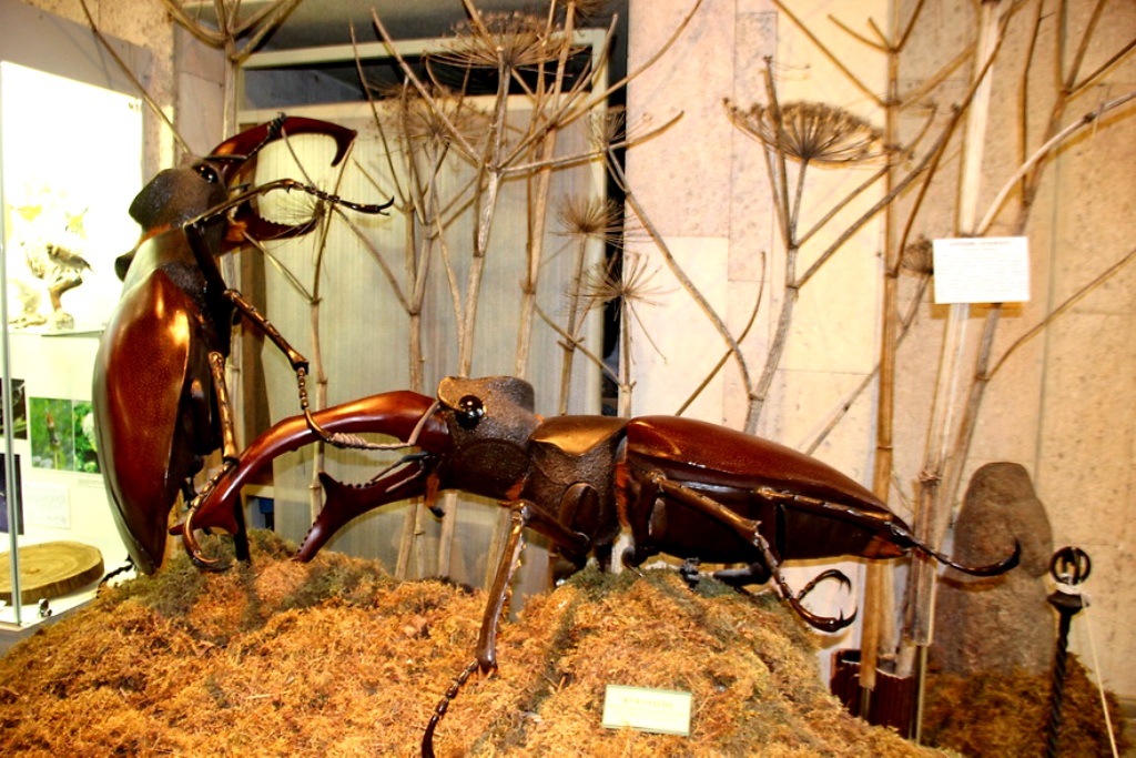 Среди экспонатов природного отдела встречаются очень необычные