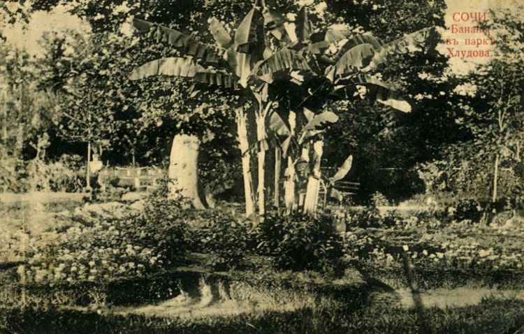 Банановое дерево в Хлудовской сочинской усадьбе