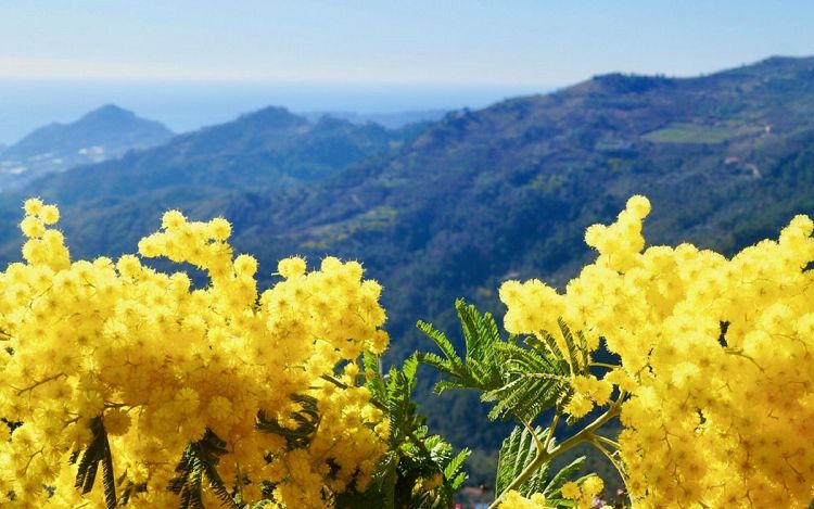 Неделя цветов в Абхазии