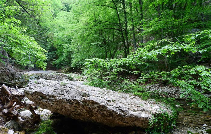 Спустившись на дно ущелья, попадаешь в Заброшенный мир дикого леса