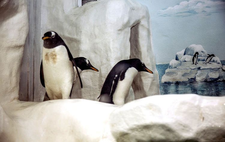 Обитатели Пингвинария вызывают улыбку и восхищение