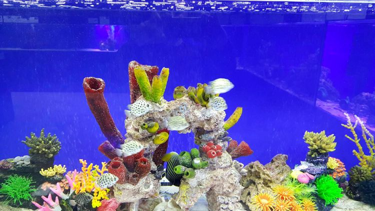 А еще здесь можно увидеть как растут кораллы