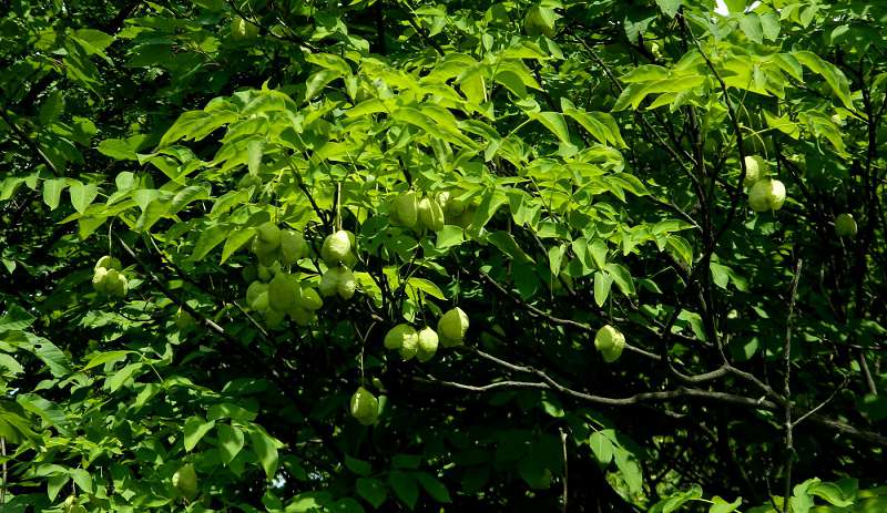 Плоды клекачки колхидской используют для заготовки приправы