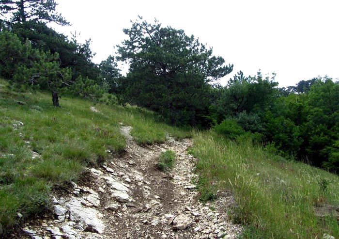 Про пешеходном подъеме интересно наблюдать за сменой растительности