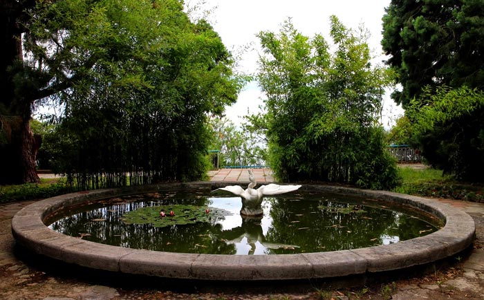 В парковых водоемах-бассейнах и сегодня растут водяные лилии