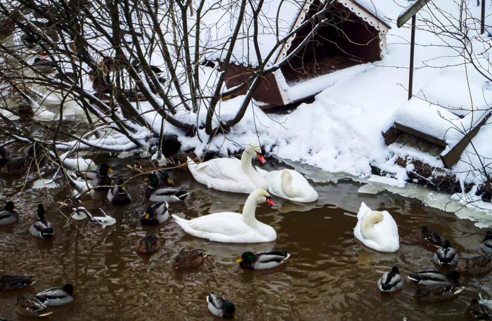 Лебеди и утки на Сормовском озере в зимний период