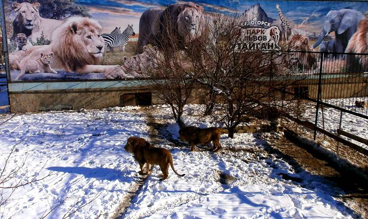 Зимний поход в Сафари-парк не сравним по ощущениям с летним его осмотром Зимний поход в Сафари-парк не сравним по ощущениям с летним его осмотром