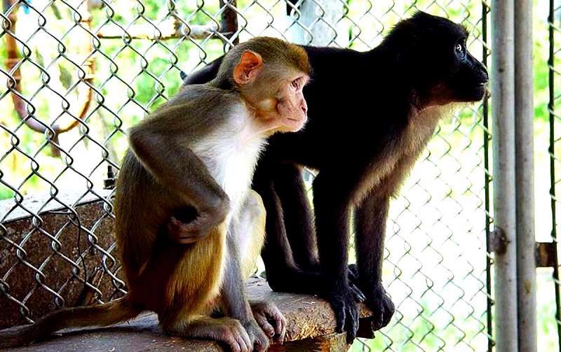 Знакомство с обитателями Обезьяньего питомника детям понравится наверняка