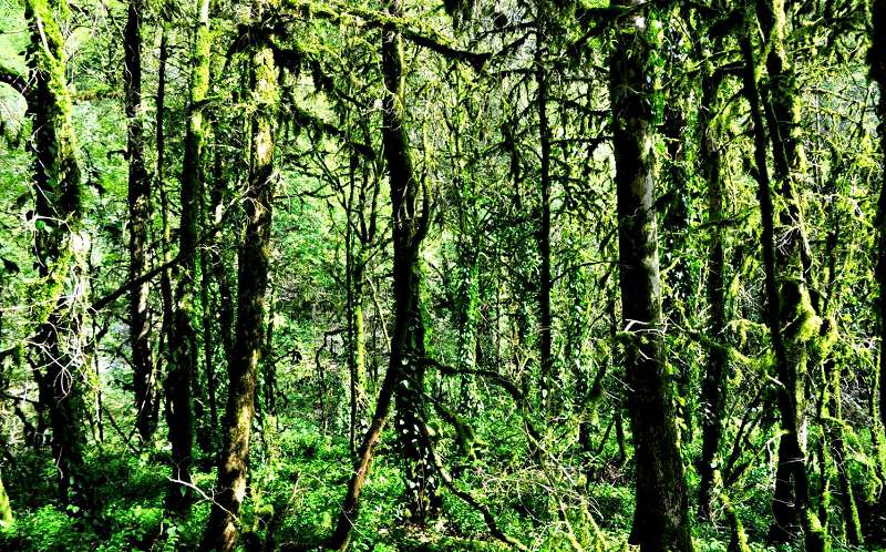 В Тисо-Самшитовой роще растут очень древние, доисторические растения