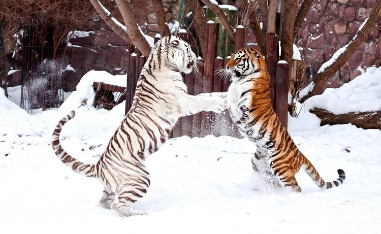 Зимой в Зоопарке могут происходить совсем удивительные вещи